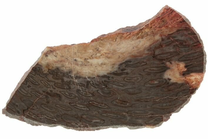 Polished, Jurassic Petrified Tree Fern (Osmunda) Slab - Australia #185166